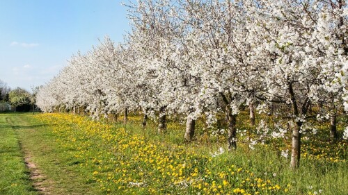 Científicos españoles crean el primer cerezo perenne.jpg